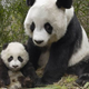 Illustration for article titled Pandas emreally/em dont want to mate with each other